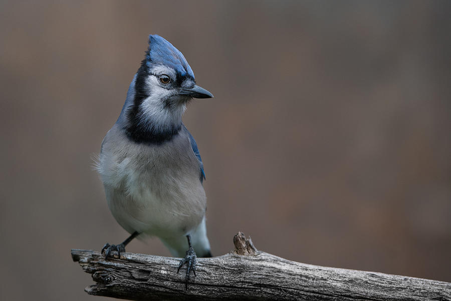 Bird Photograph - Blue Jay by Patrick Dessureault