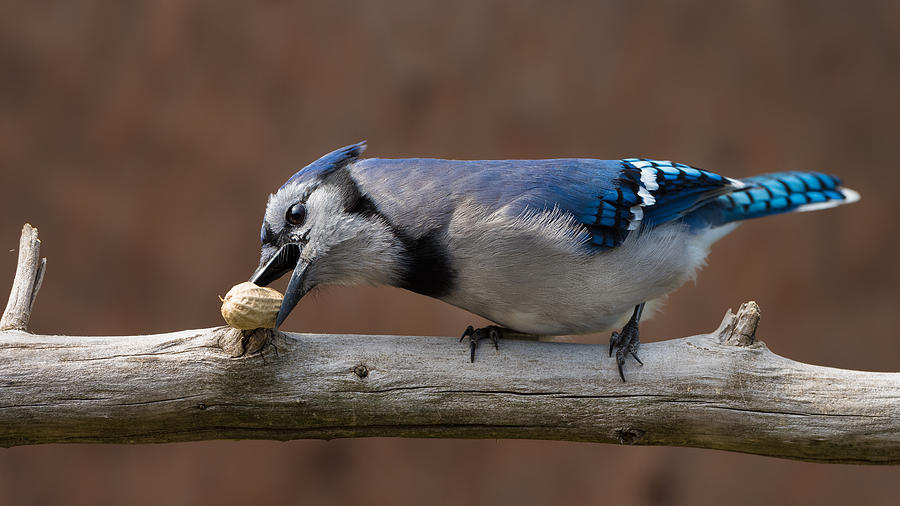 Bird Photograph - Blue Jay Peanut Tree by Patrick Dessureault