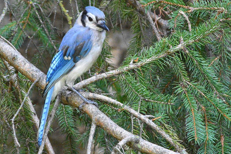 Blue Jay in the Pines Photograph by Joanne Wells
