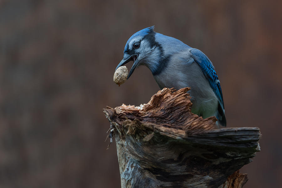 Blue Jay Provision For Autumn Photograph by Patrick Dessureault