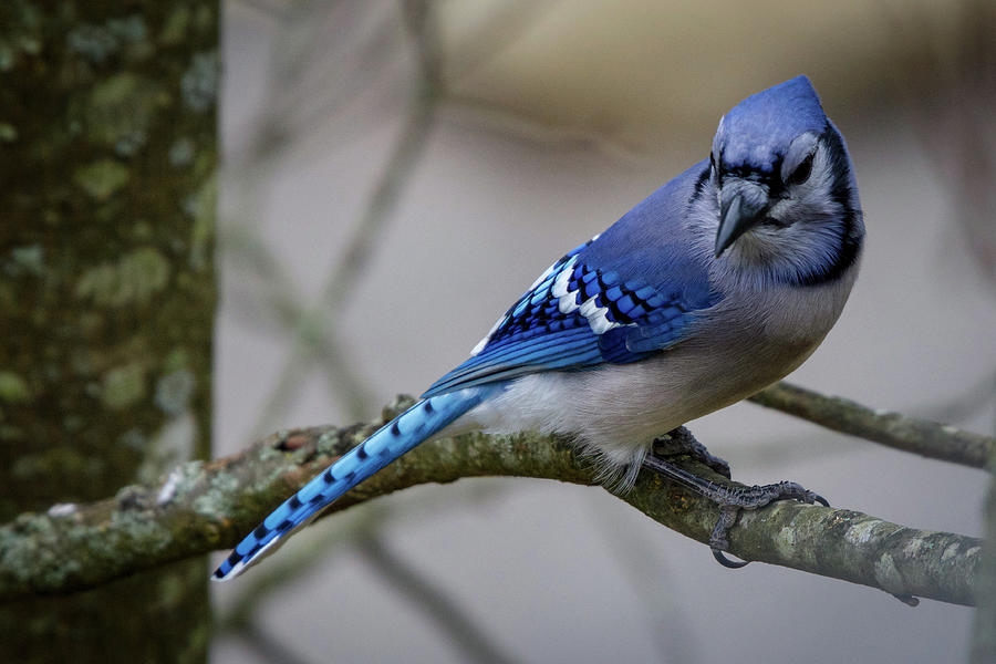 Blue Jay Photograph by Robert J Wagner Blue Jay Photograph by Robert J Wagner