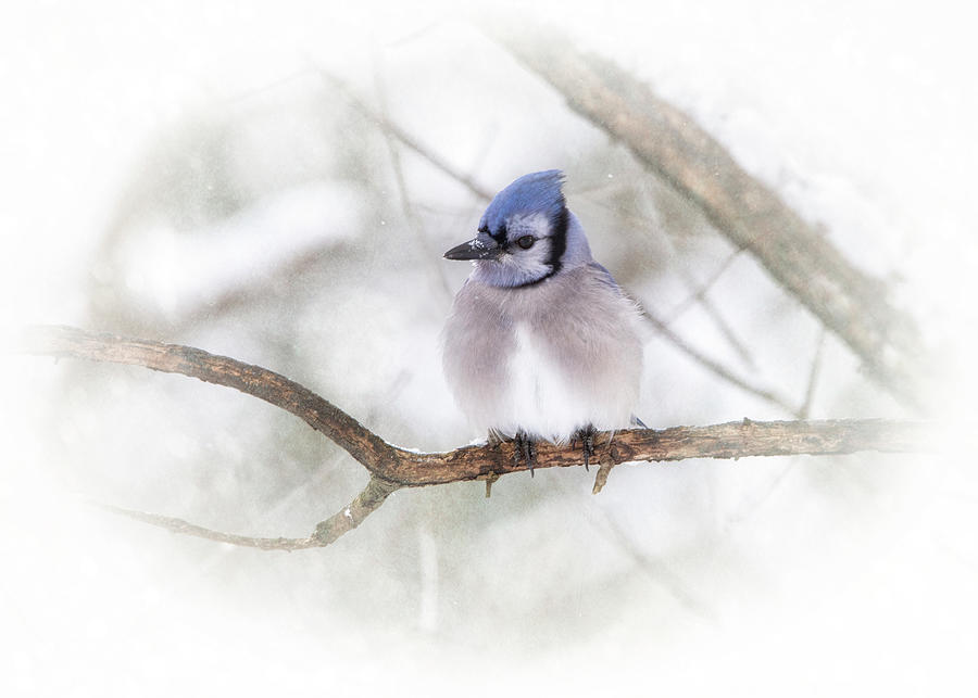 Blue Jay  Photograph by Rosette Doyle