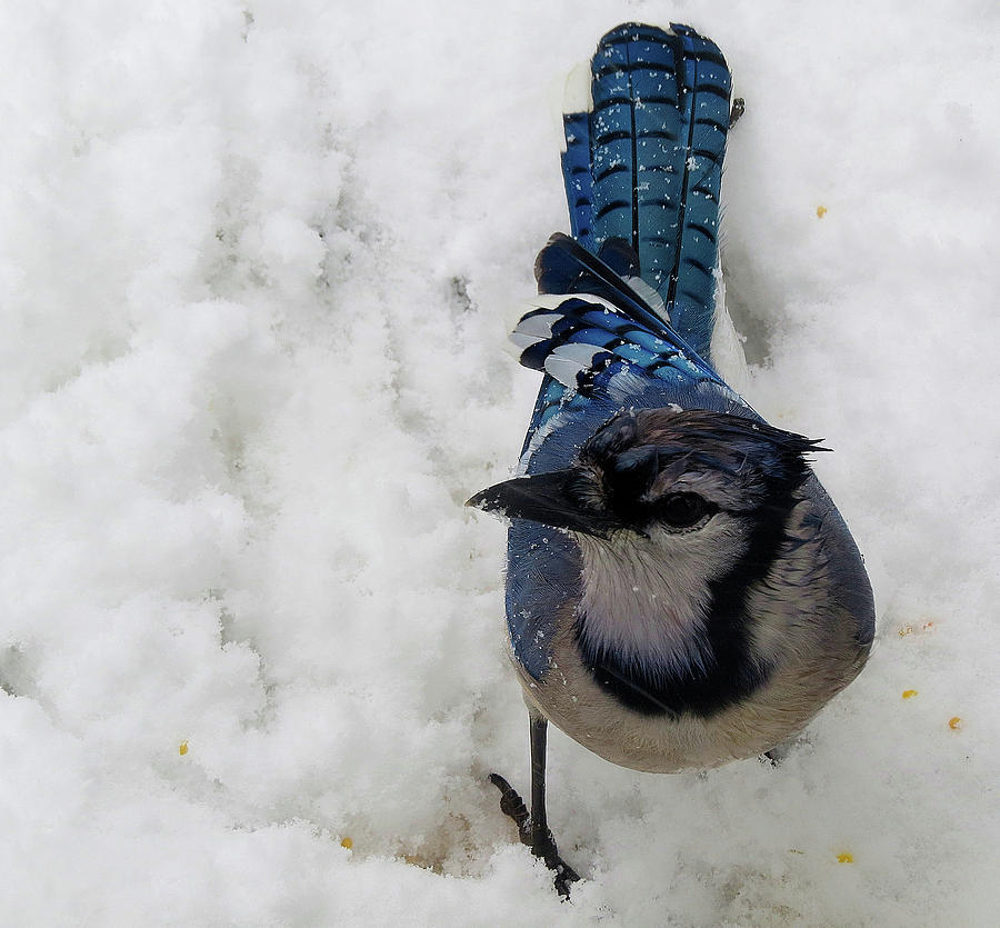 Blue Jay Shivering in the Snow Photograph by Linda Stern
