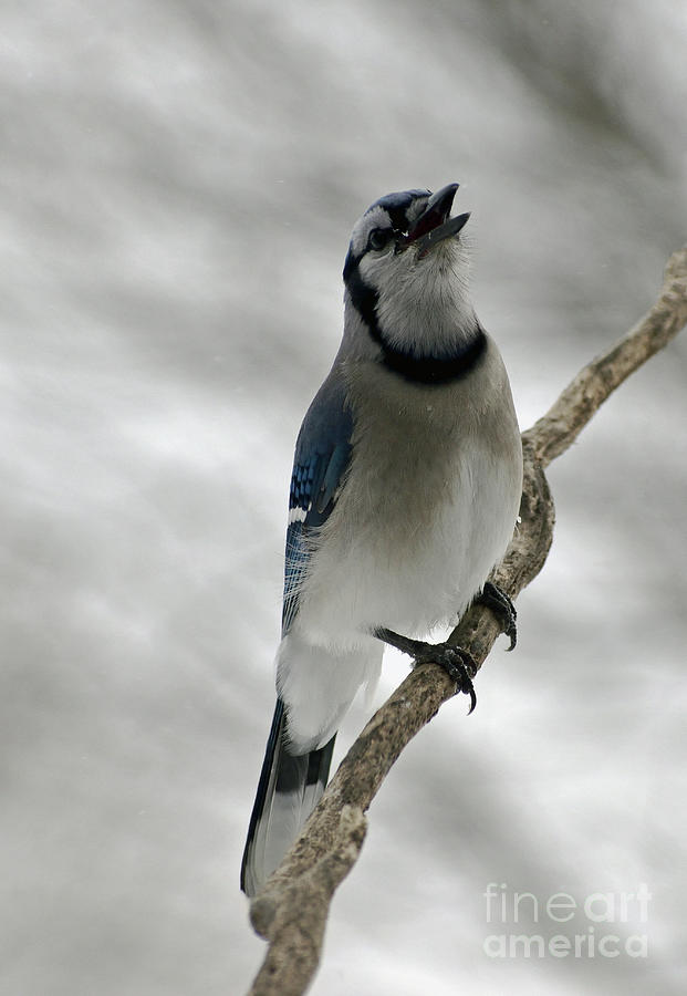 Blue Jay Singing Its Whisper Song Photograph