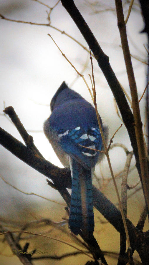 Blue Jay, Soft Focus Photograph by Tracey Vivar