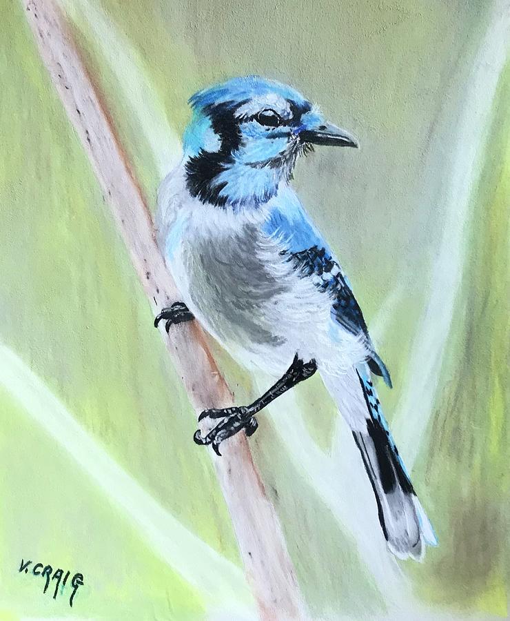 Blue Jay by Virginia Craig Blue Jay by Virginia Craig