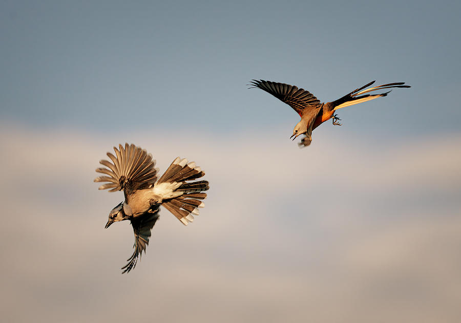 Blue Jay Vs Scissor-tailed Flycatcher (2) Photograph by Sheila Xu