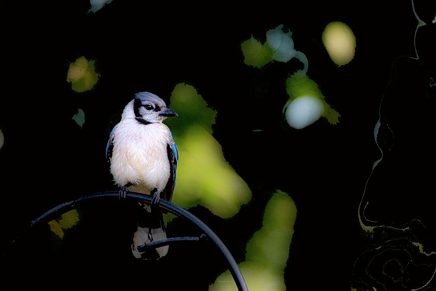Blue Jay Watch Duty Photograph by Diane Lindon Coy