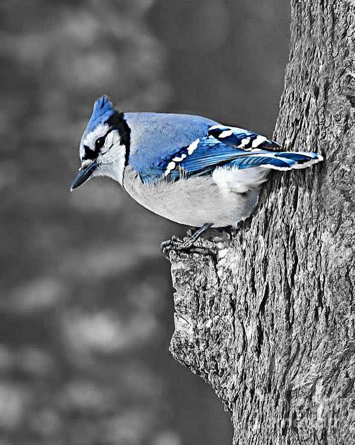 Blue Jay Watching Photograph by Kathy M Krause