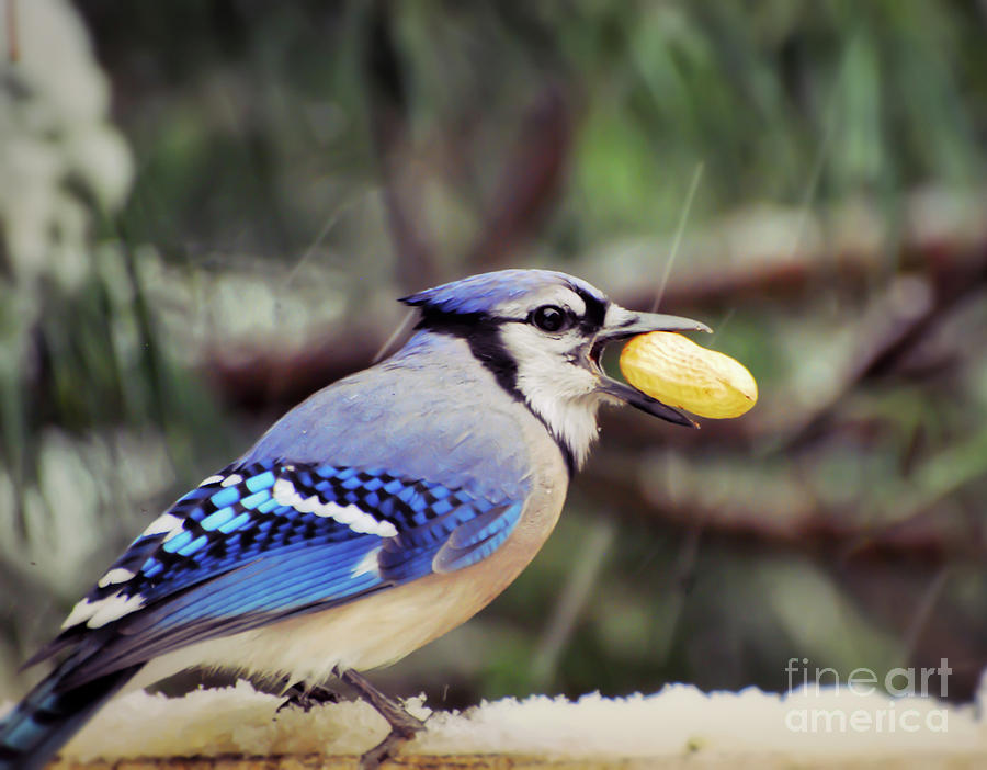 Blue Jay with a Peanut Photograph by Kerri Farley