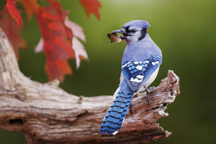 Fall Photograph - Blue Jay With Acorn by Mircea Costina
