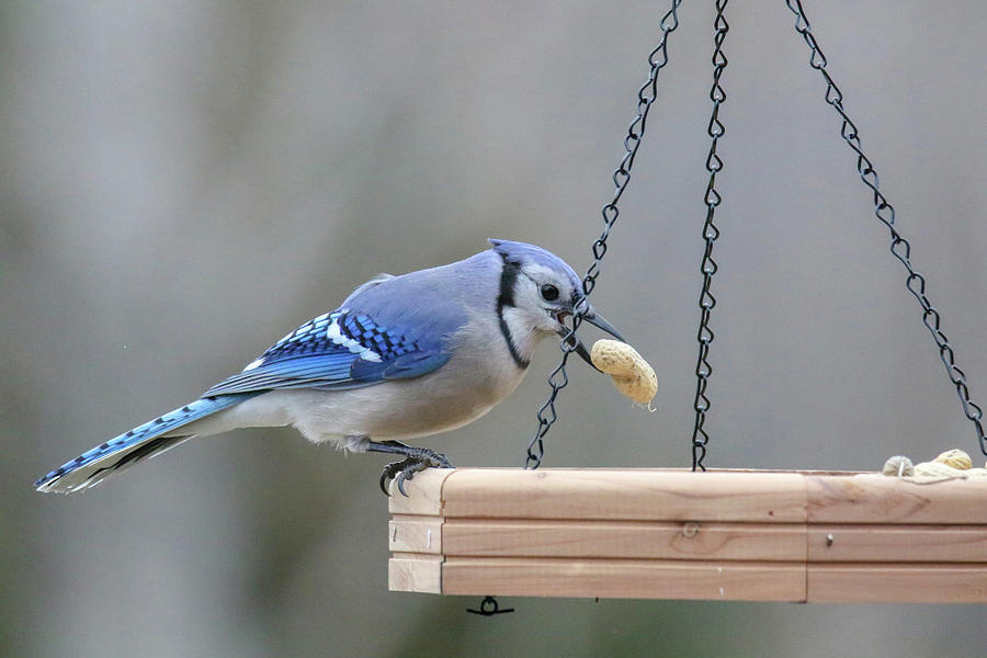 Blue Jay with Peanut Photograph by Brook Burling