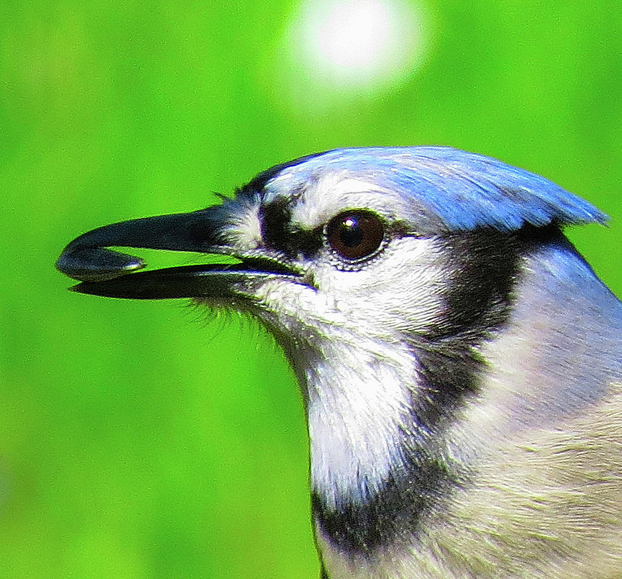 Blue Jay With Seed Photograph by Linda Stern