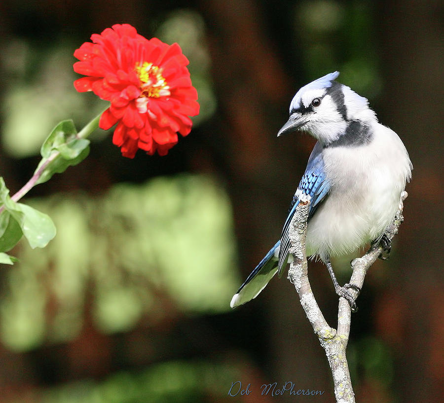 Baby Blue Jay Poster by Deb McPherson - Fine Art America