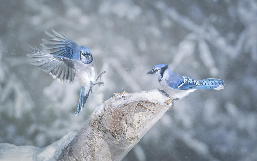 Wildlife Photograph - Blue Jays by Larry Deng
