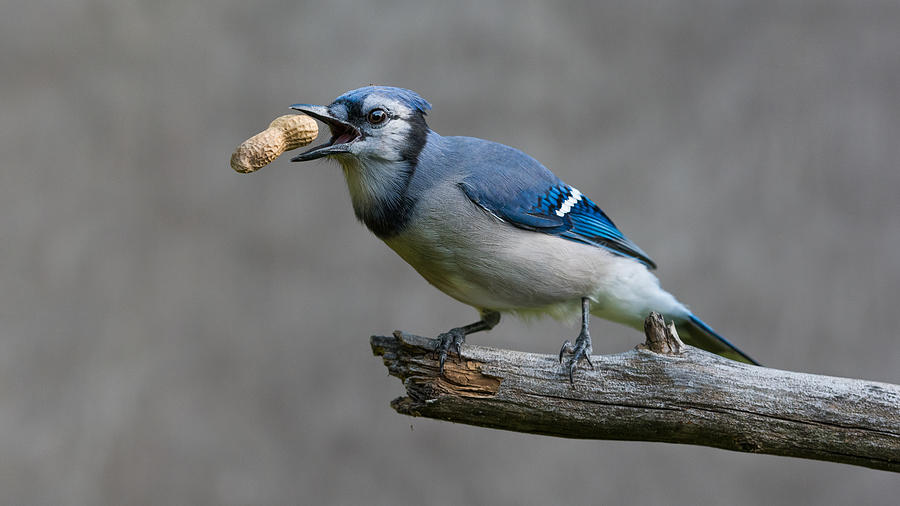 Nature Photograph - Blue Jays Treat by Patrick Dessureault