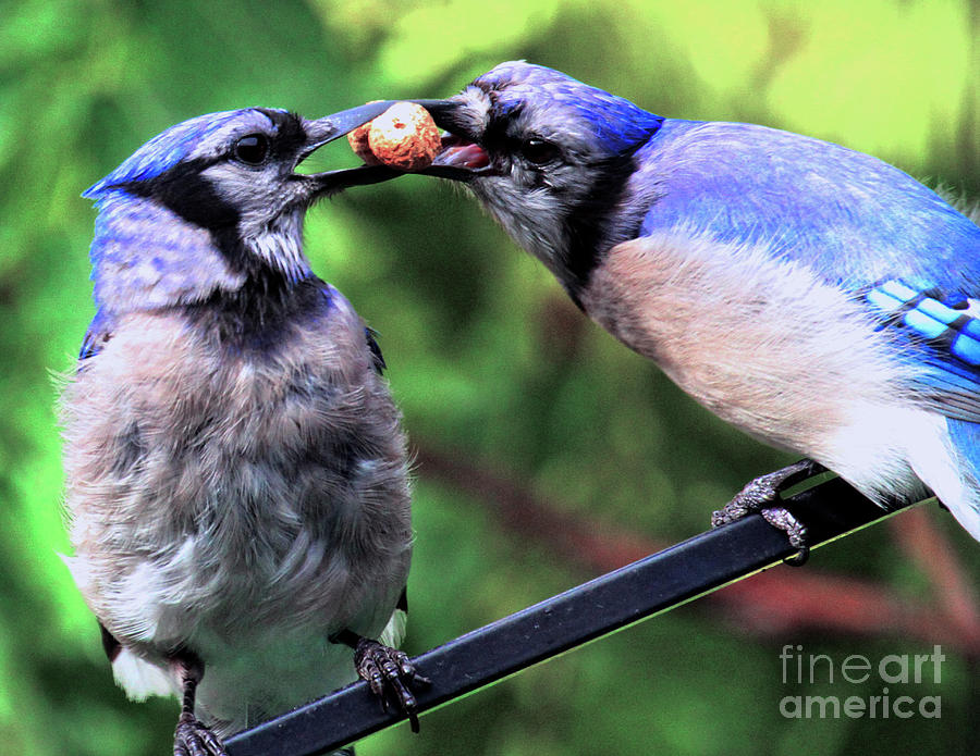 Blue Jays Wooing 2 Photograph by Patricia Youngquist