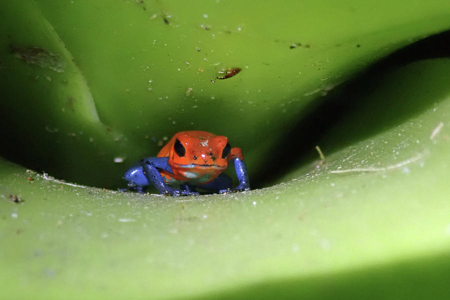 Blue-jeans frog Photograph by Ann Hernandez | Fine Art America