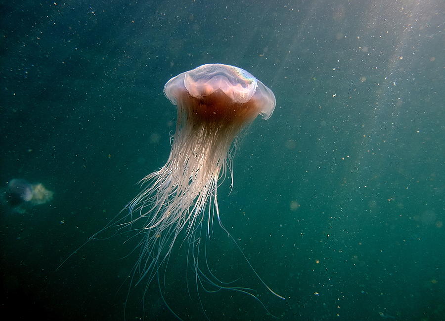 Blue  Jellyfish Photograph by Peter J Bardsley