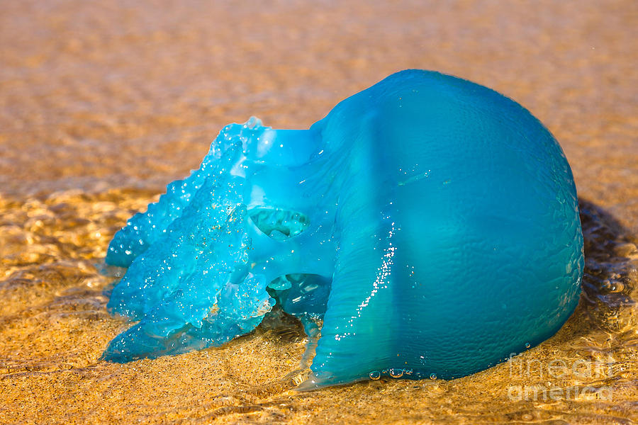 Blue jellyfish Velella Photograph by Benny Marty - Fine Art America