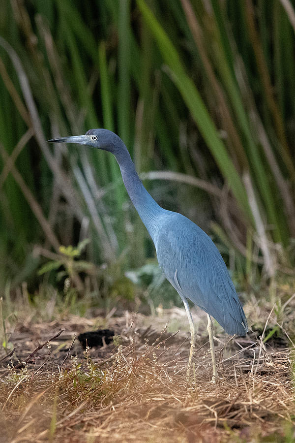 Blue Photograph by Kenny Nobles - Fine Art America