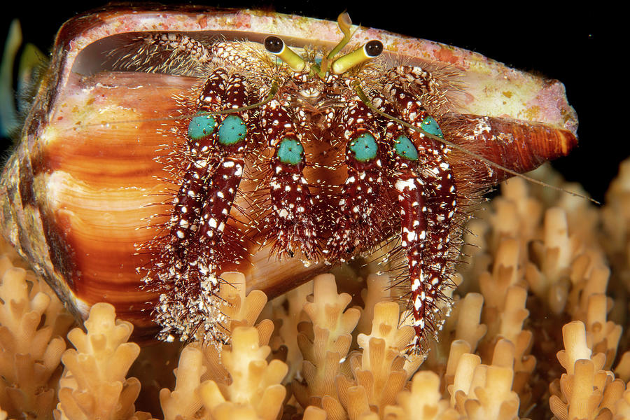 Blue Knee Hermit Crab In Cone Shell, Yap, Micronesia Photograph by ...