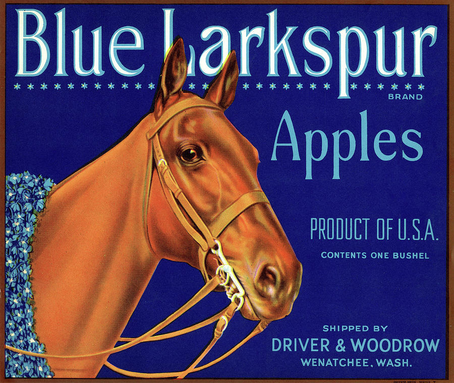 Apple Painting - Blue Larkspur Apples by Unknown