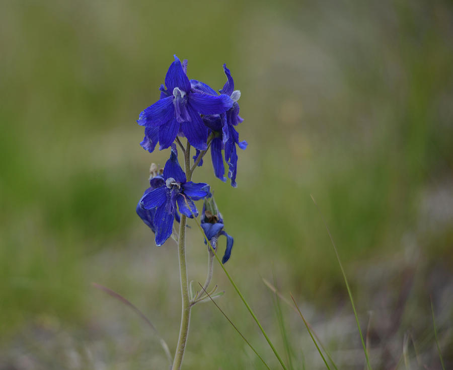Blue Larkspur Photograph by Whispering Peaks Photography