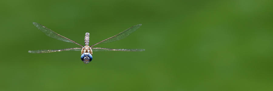 Blue Leader -- Blue-Eyed Darner Dragonfly Male in San Luis Obispo, California Photograph by Darin Volpe