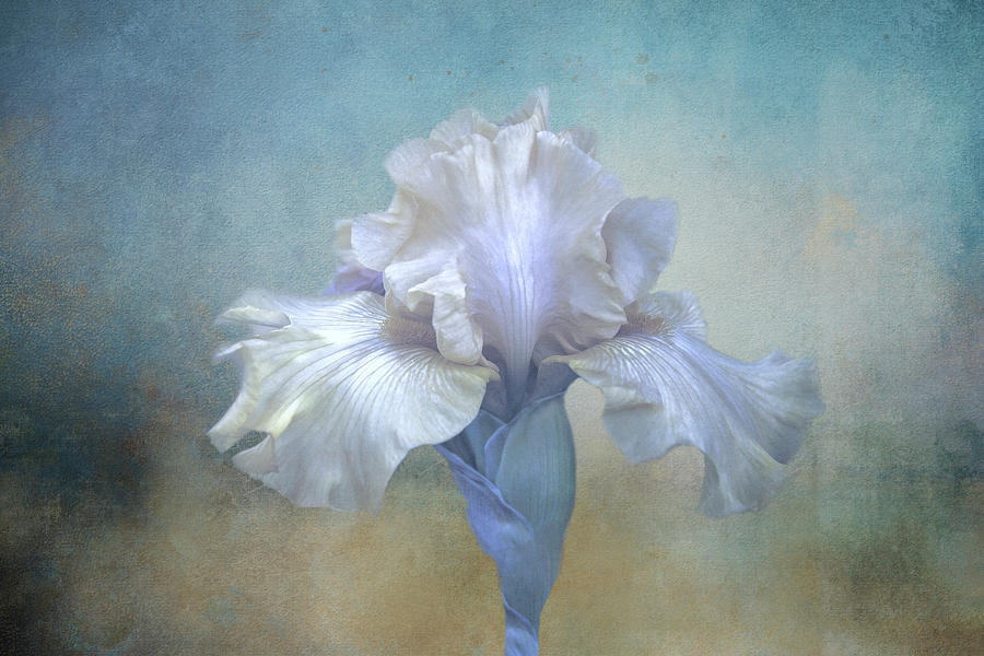 Blue Lilac Iris Digital Art by Terry Davis