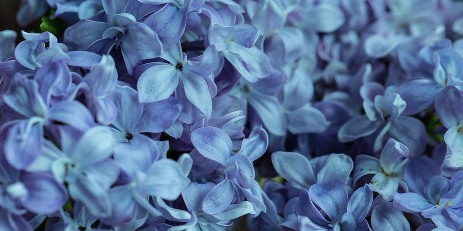 Blue Lilacs by Mark Shoolery Blue Lilacs by Mark Shoolery