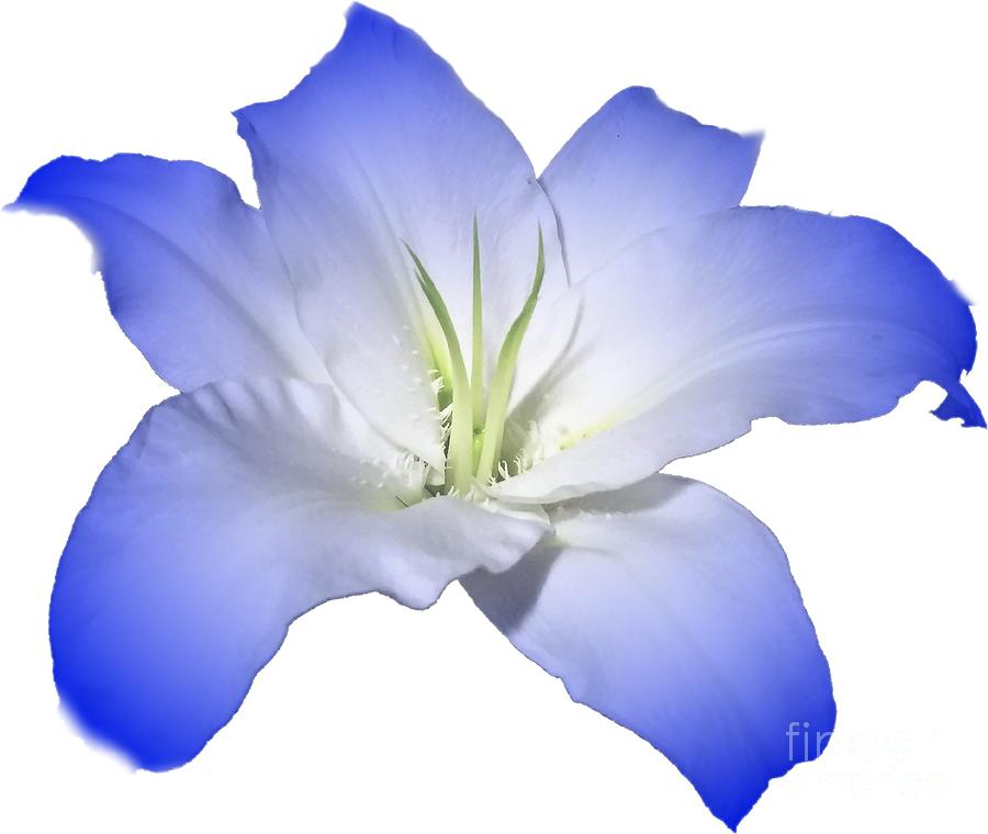 Blue Lily Flower for Shirts Photograph by Delynn Addams