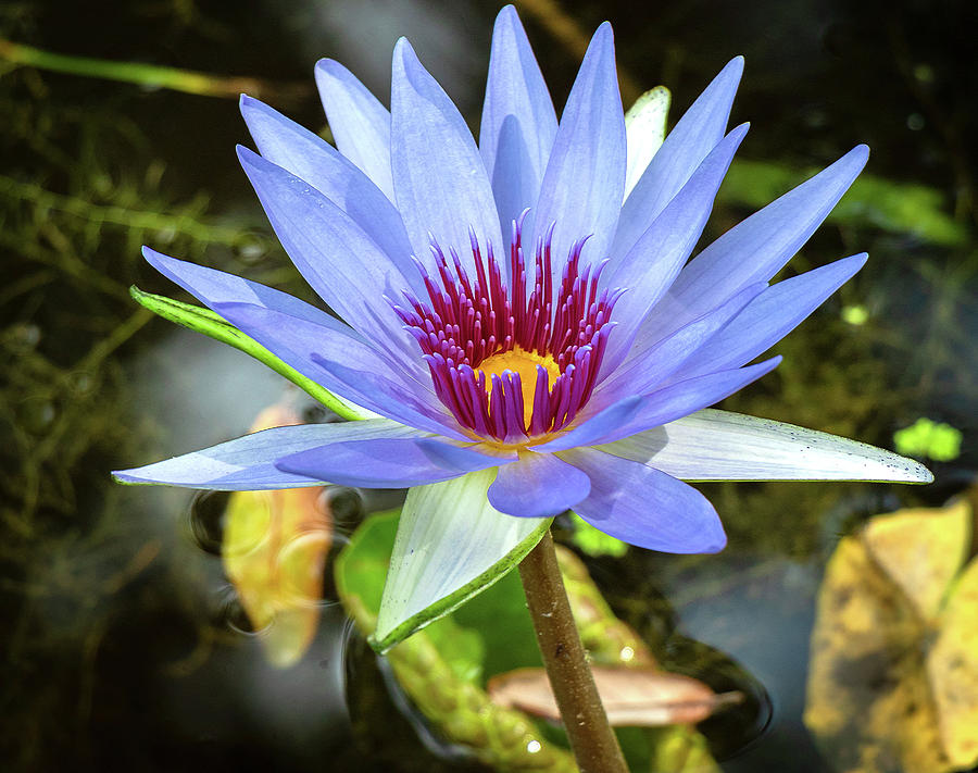 Blue lily Photograph by Les Greenwood
