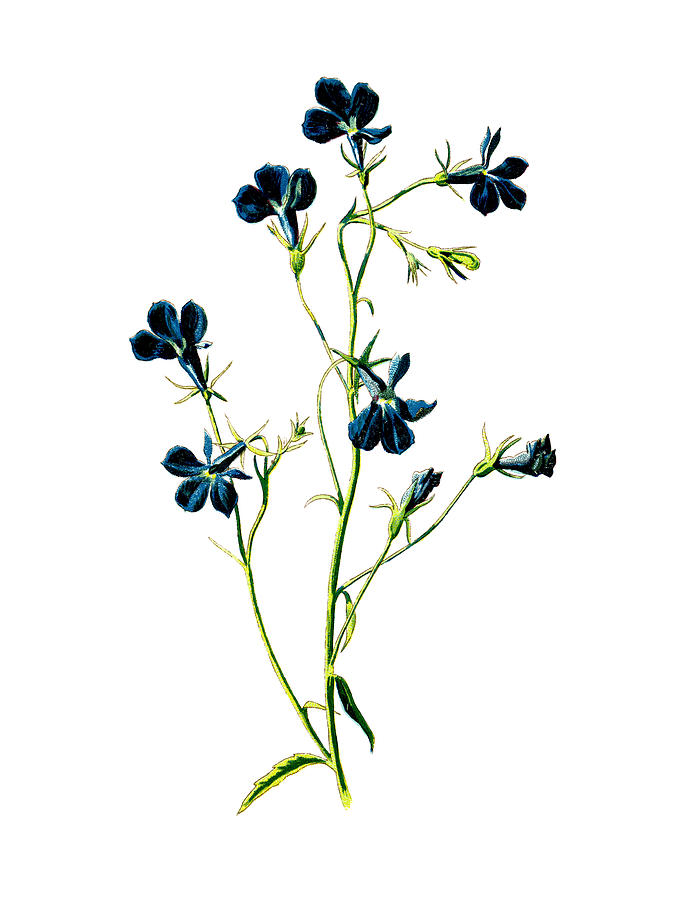 Flower Mixed Media - Blue Lobelia Flower by Naxart Studio