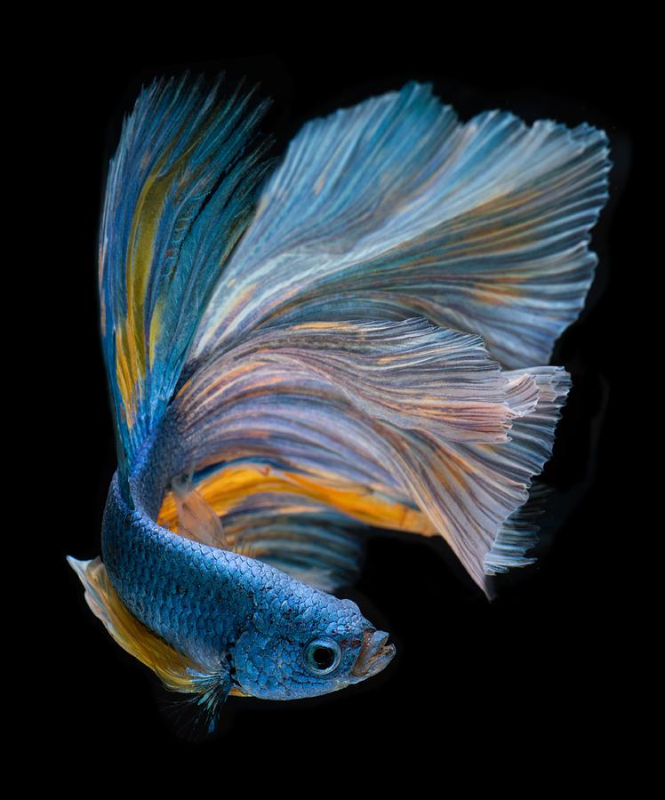 Animal Photograph - Blue Long Half Moon Betta Fish Or by Nopadol Uengbunchoo