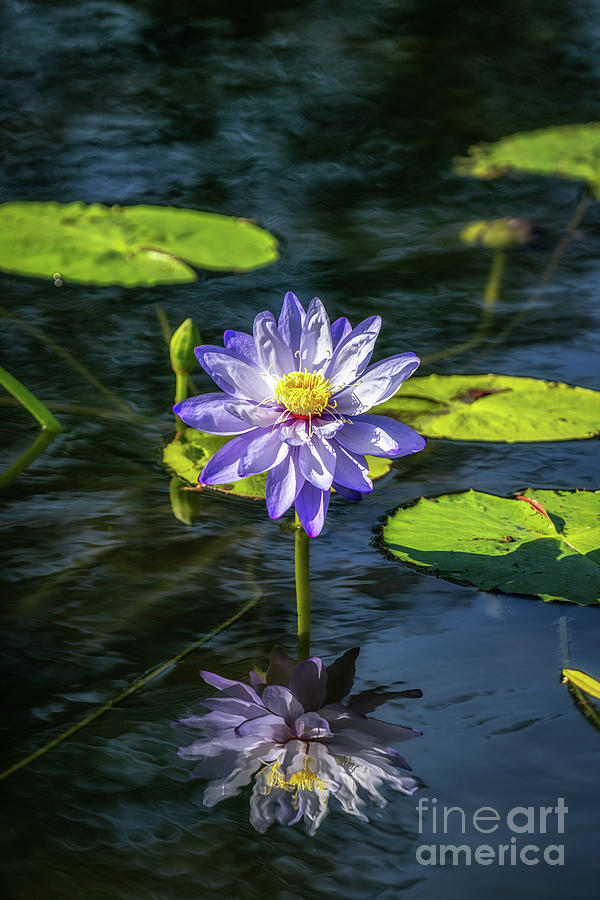 Nature Photograph - Blue Lotus Flower by Aaron Choi