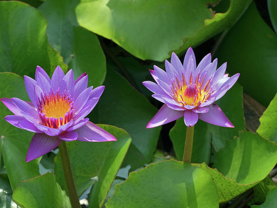 Blue Lotus Flowers Photograph By Ernie Janes   Naturepl.com - Fine Art 