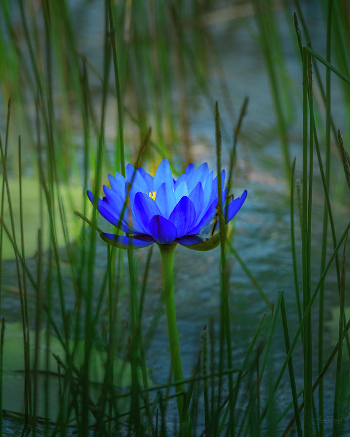 Blue Lotus Photograph by Frank Delargy - Fine Art America