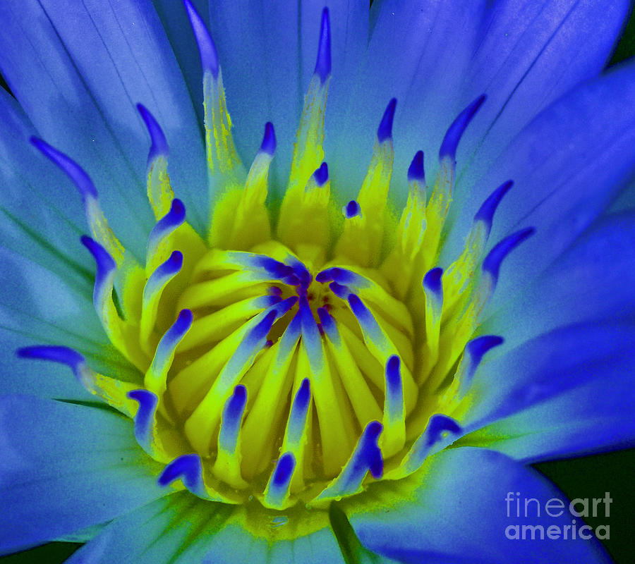 Blue Water Lily Photograph by L Bosco