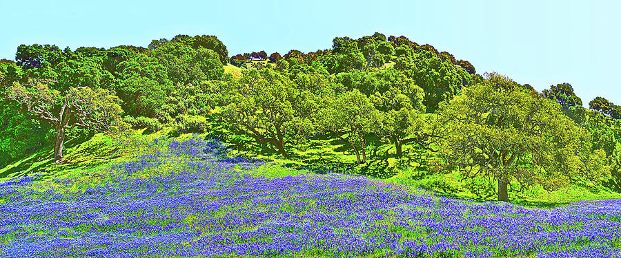 Blue Lupine Hillside Photograph by Don Schimmel