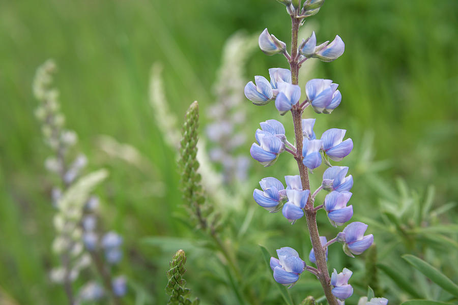 Blue Lupine Wildflower by Jeanette Fellows Blue Lupine Wildflower by Jeanette Fellows