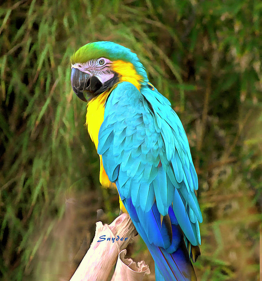Blue Macaw Photograph by Barbara Snyder