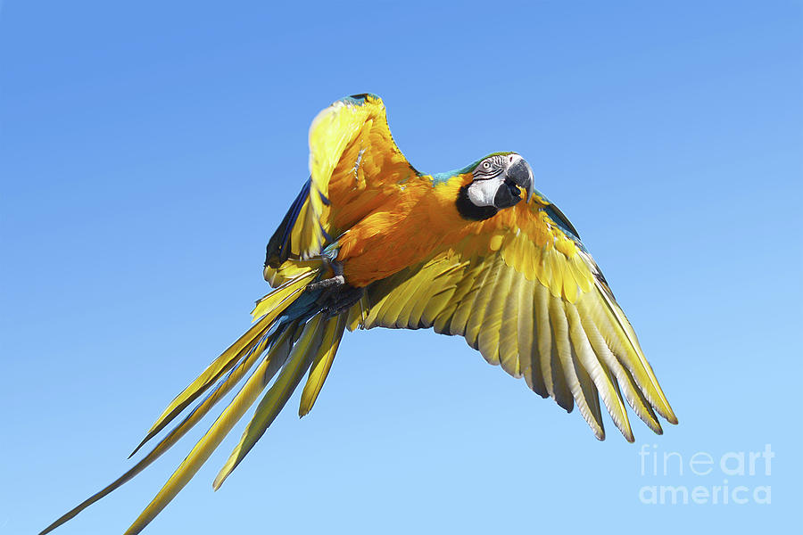 Macaw Photograph - Blue Macaw in flight by Gregory DUBUS