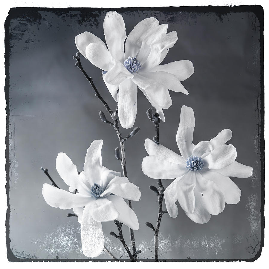 Blue Magnolia 2 Photograph by Lightboxjournal Blue Magnolia 2 Photograph by Lightboxjournal