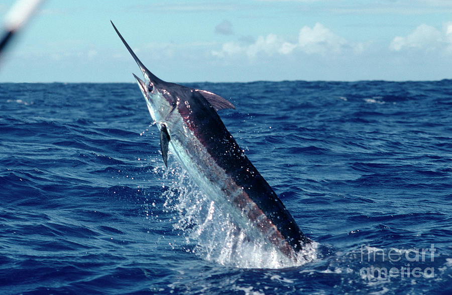 Blue Marlin Jumping Out Of Ocean Photograph by Tony Arruza