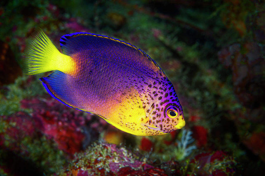 Fish Photograph - Blue Mauritius Angelfish by Barathieu Gabriel