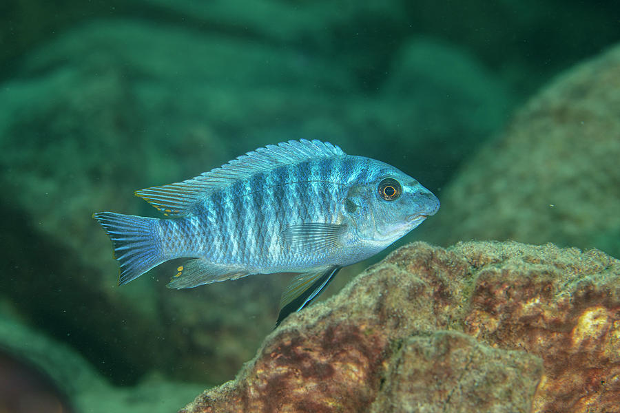 Blue Mbuna Cichlid Blue Morph, Portrait, Likoma Island Photograph by ...