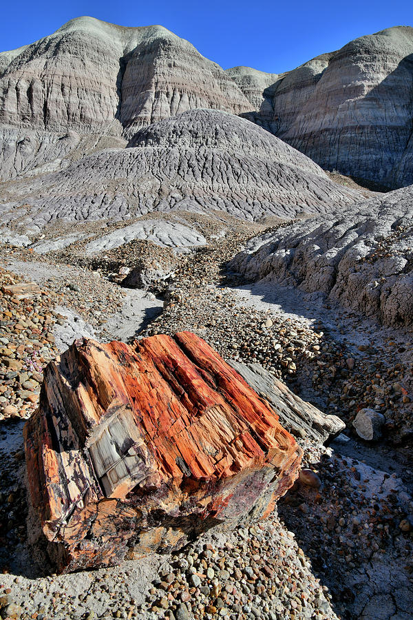 Blue Mesa Petrified Forest NP Photograph by Ray Mathis