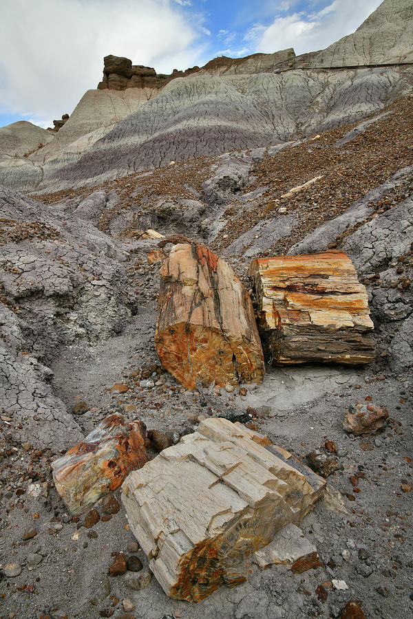 Blue Mesa Trail Petrified Wood Photograph by Ray Mathis