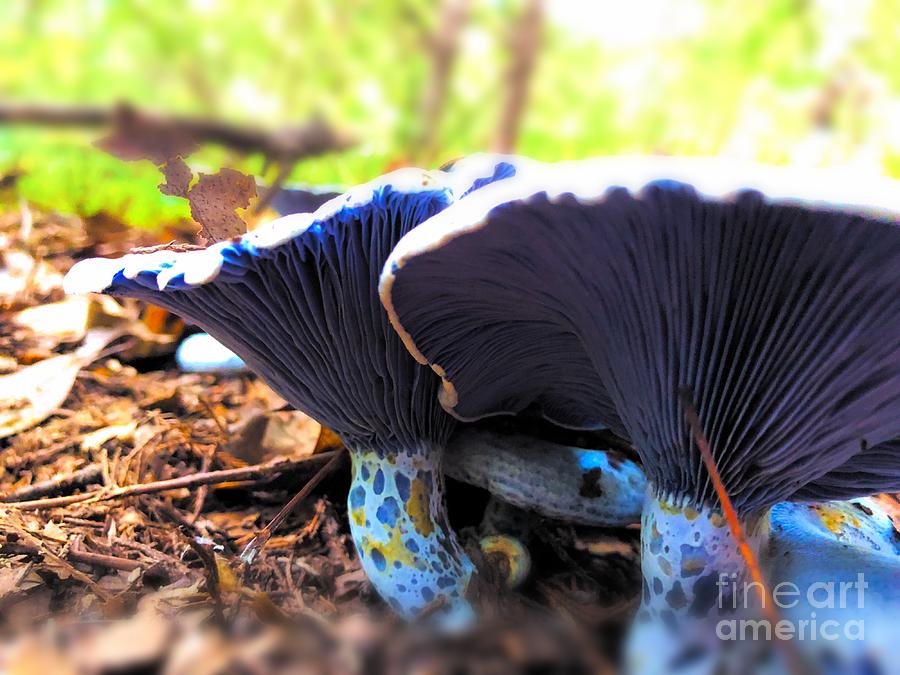 Blue Milk Mushroom Photograph By Moore Creative Images Fine Art America